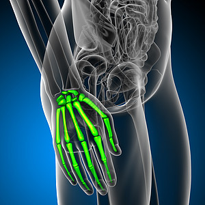 3d为手骨的医学插图手指手臂肌腱指骨骨骼风湿病手腕方阵图片