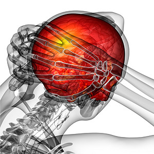 3d为上头颅的医学插图颅骨骨骼枕骨医疗图片
