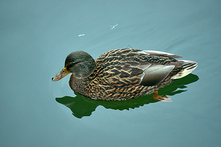 一只雌野鸭游泳鸭子羽毛池塘动物野生动物图片