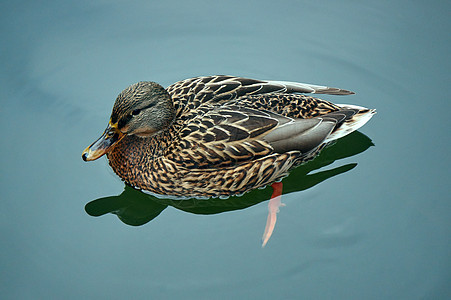 一只雌野鸭羽毛池塘野生动物鸭子游泳动物图片