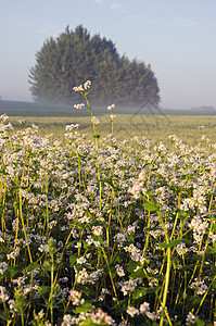 夏季田地景观 有小麦花和雾图片