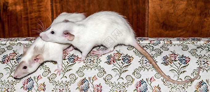 两只白老鼠坐在沙发上图片