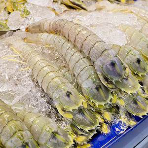 虾美食营养海鲜食物虾蛄螳螂海洋钓鱼贝类动物图片