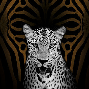 豹式肖像动物曲线头发动物群白色异国荒野条纹动物园斑马图片