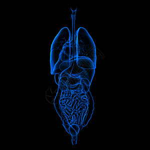 消化和呼吸系统身体男性射线蓝色呼吸器官药品冒号胆道腹部图片