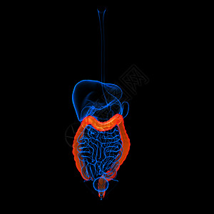 人类消化系统 大肠红色大肠胰腺生物学解剖学癌症膀胱胆囊疼痛肝硬化冒号痛苦图片