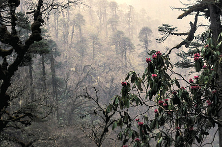 森林中的丛林薄雾花朵下雨森林植物群荒野图片