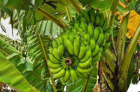 树上香蕉植物水果绿色农场棕榈生长图片