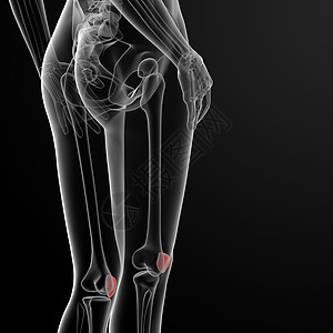骨板骨髌骨软骨膝盖腓骨药品压力蓝色控制外科解剖学图片