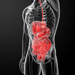 人类消化系统冒号疼痛生物学胰腺医疗膀胱身体痛苦科学胆囊图片
