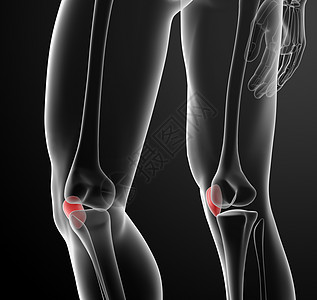 3d 成插图板肌腱腓骨控制伤害蓝色股骨外科症状护膝大腿骨图片