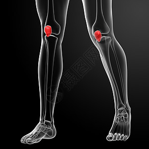 3d 成插图板列表手术胫骨压力股骨膝盖韧带护膝伤害运动图片