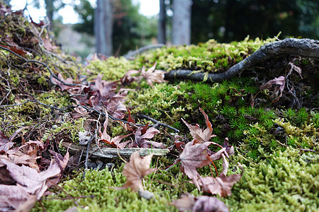 草叶落于一片覆盖岩石的苔上图片