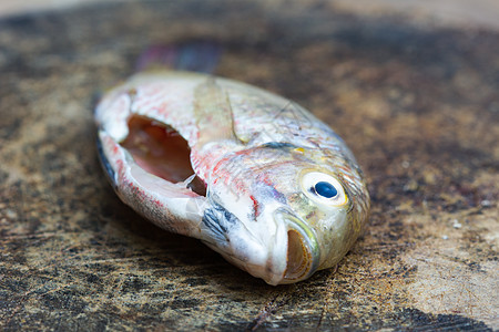 鱼类灰色美食眼睛钓鱼鲫鱼食物鲤鱼健康尾巴图片