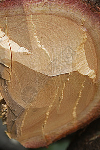树干区 红山地木自然灾害环境横截面植物日志硬木木材业神木美容木材图片