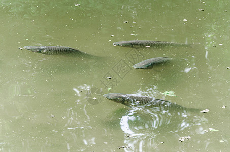 碳 池塘 鱼 鱼 科伊幸福橙子荷花摄影野生动物尾鳍水生植物背鳍水面金子图片