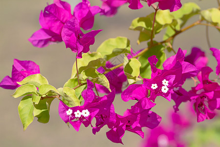 粉红色花朵阳光海洋国家植物热带气候蓝色天空火山花园图片