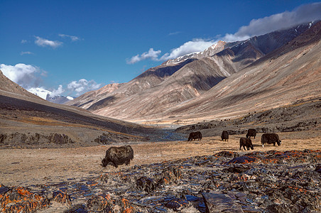 塔吉克斯坦的亚克斯Yaks山脉沙漠风景牦牛家畜溪流全景图片