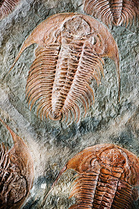三叶化石图片