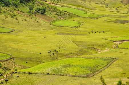 尼泊尔的绿田背景图片