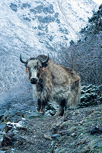 康钦坚加岩石动物群树木黄牛爬坡干城风景牦牛山峰雾凇图片