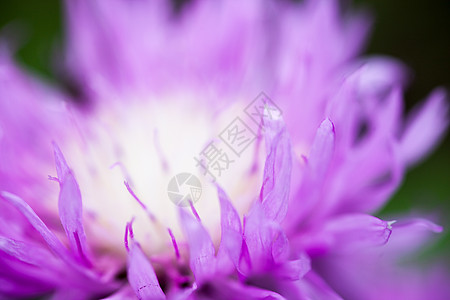 紧贴着开花的白洗玉米花粉饰花蜜宏观紫色荒野植物学植物花粉杂草植物群图片