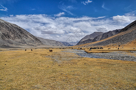 塔吉克斯坦的亚克斯Yaks山脉溪流风景全景沙漠牦牛家畜图片