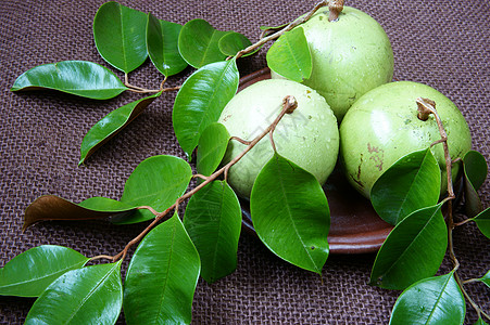 越南农产品 奶果 星苹果等食物牛奶水平农业水果棕色乐园产品叶子树叶图片