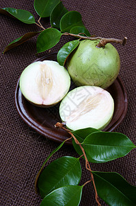 越南农产品 奶果 星苹果等乐园农业食物生产叶子水果牛奶营养树叶棕色图片