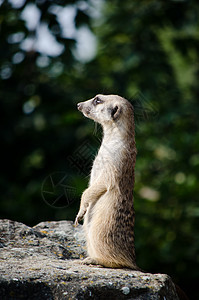 中野生动物手表荒野猫鼬动物园警卫动物岩石石头生物背景图片