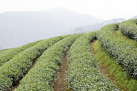 绿色茶叶种植园景观场地植物高地风景国家天气商业叶子农业收成图片