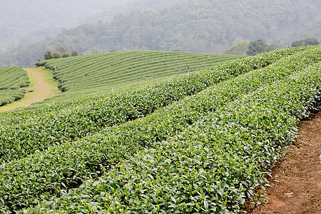 绿色茶叶种植园景观植物阳台收获丘陵高地收成农田风景农业农村图片