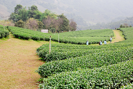 绿色茶叶种植园景观花园收成叶子丘陵场地国家商业植物山脉风景图片