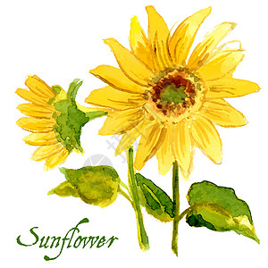 以水彩色漆成的黄向日葵构成插图圆圈太阳艺术绘画植物橙子花瓣园艺叶子图片
