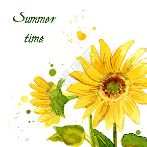 以水彩色漆成的黄向日葵构成叶子太阳植物群插图种子植物草图艺术园艺农业图片