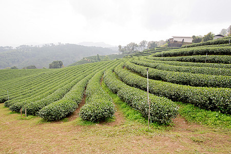 绿色茶叶种植园景观收获植物场地山脉丘陵农村高地风景季节商品图片