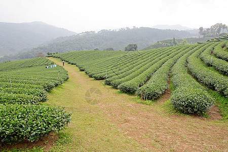 绿色茶叶种植园景观天气植物风景收获叶子季节收成农业高地商业图片