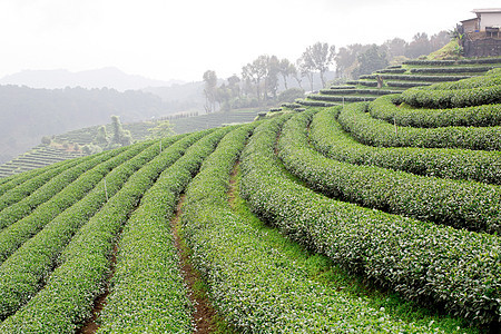 绿色茶叶种植园景观国家商业丘陵场地农村收成天气山脉高地叶子图片