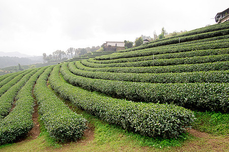 绿色茶叶种植园景观场地商业商品收成农村叶子植物风景山脉花园图片