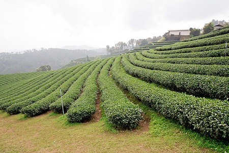 绿色茶叶种植园景观天气商品丘陵山脉国家农田商业农业农村植物图片