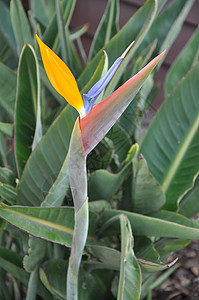 乐园花鸟天堂植物花园岛屿热带植物群美丽生长花瓣波峰图片