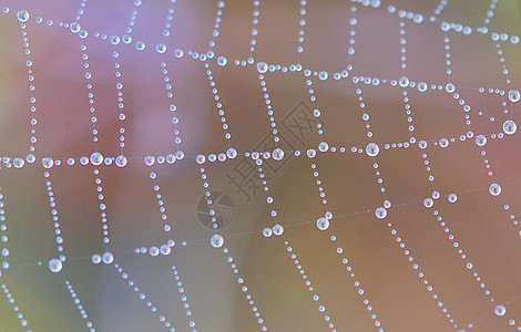 带露水滴的蜘蛛网网络几何学宏观昆虫珠子圆圈珠宝珍珠项链危险图片