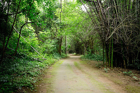 泰国的森林路径太阳踪迹叶子薄雾风景橡木旅游人行道树木小路图片