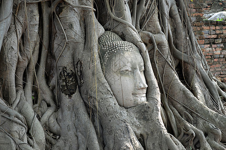 Banyan树根(Ayutthaya)的佛祖头部图片