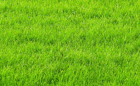 绿草背景园林绿色植物绿化纹理投标草皮活力草原生长草地图片