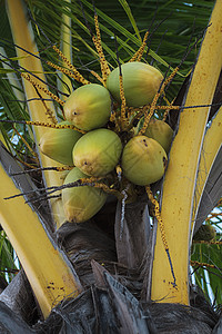 树上的椰子棕榈农业热带亚热带水果绿色食物阴影叶子树叶背景