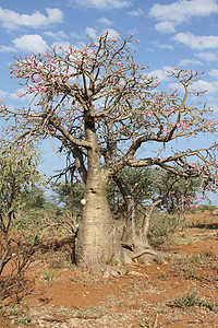 沙漠玫瑰 埃塞俄比亚 非洲腺仁植物旅游旅行植物群图片