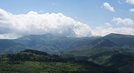 乌克兰喀尔巴阡山脉的 飞翔白鹤风景农村森林地平线纱布树木草地飞行旅行针叶天空背景图片