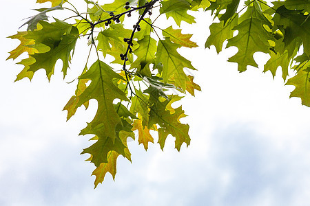 橡树绿枝带小小的幼角太阳花园植物天空小枝栎属树叶森林枝条公园图片