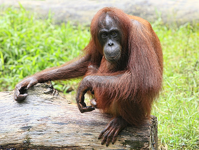 奥兰古人大猿保护区宠物毛发野生动物动物热带雨林思维猩猩图片